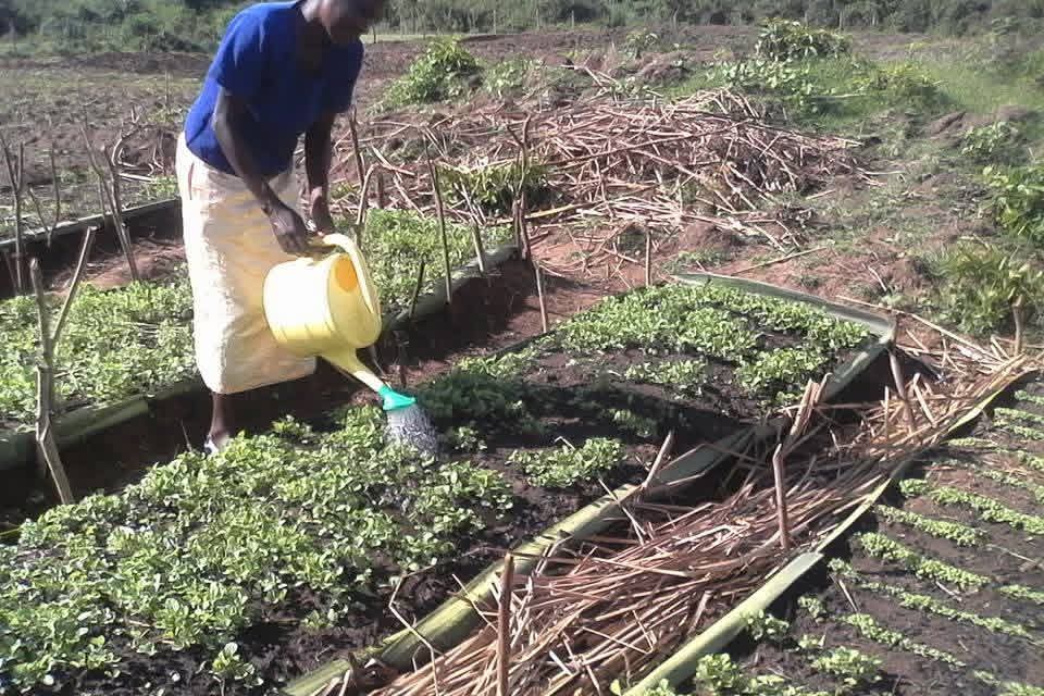 Organic Food Kenya latest water and community project