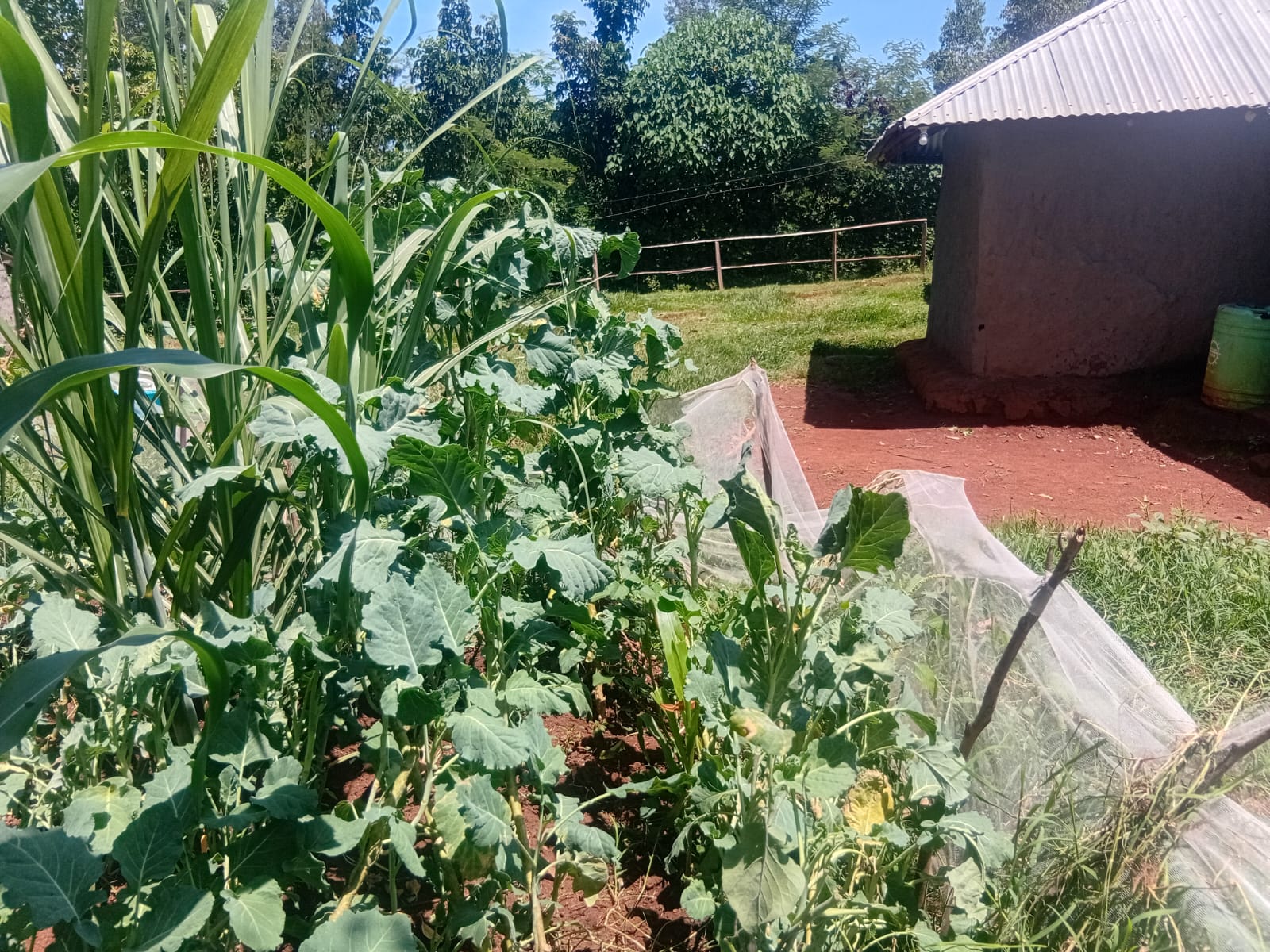 Organic Food Kenya latest community garden photo