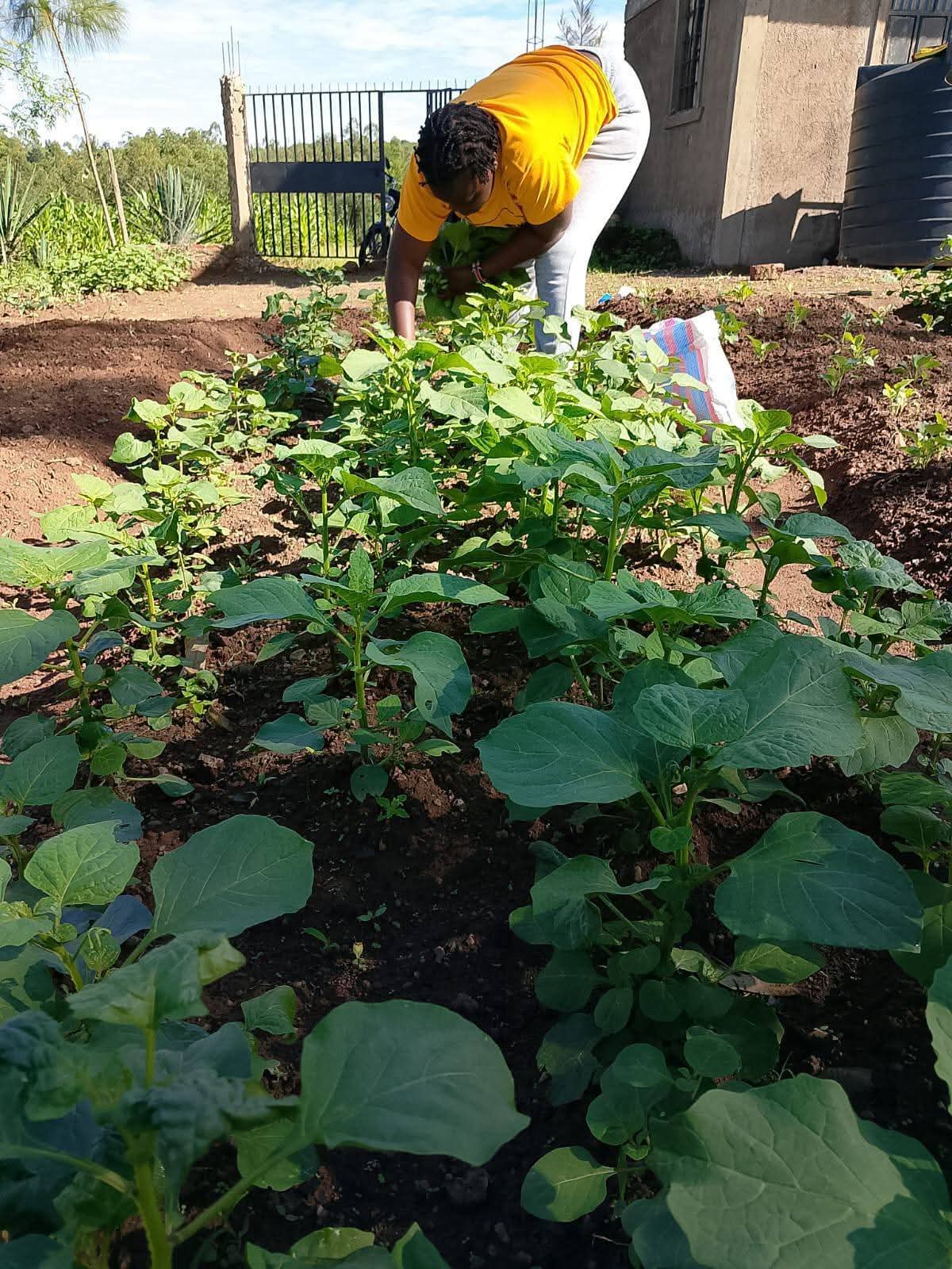 Organic Food Kenya latest rural community project photo